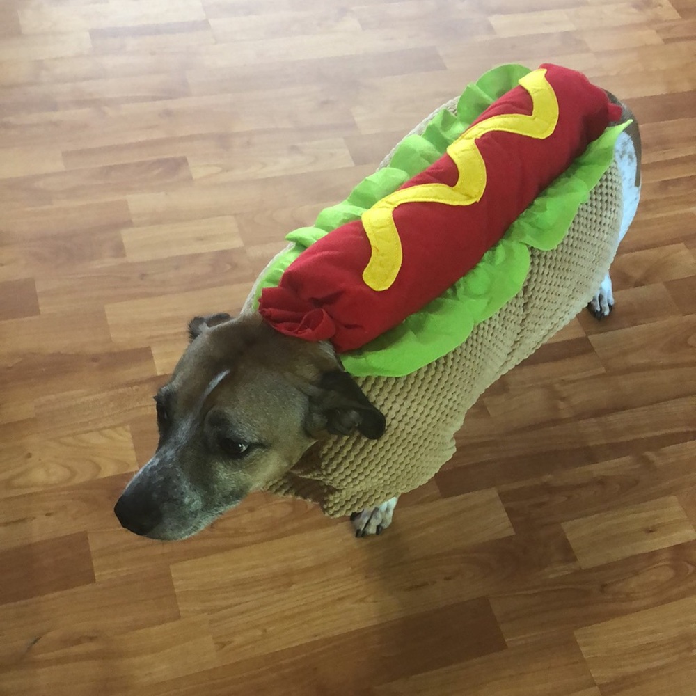 Hotdog Halloween Pet Costume size large- gently worn